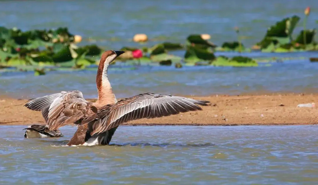 @李現(xiàn) 22個！北京還有這些“打鳥”勝地 附地圖→