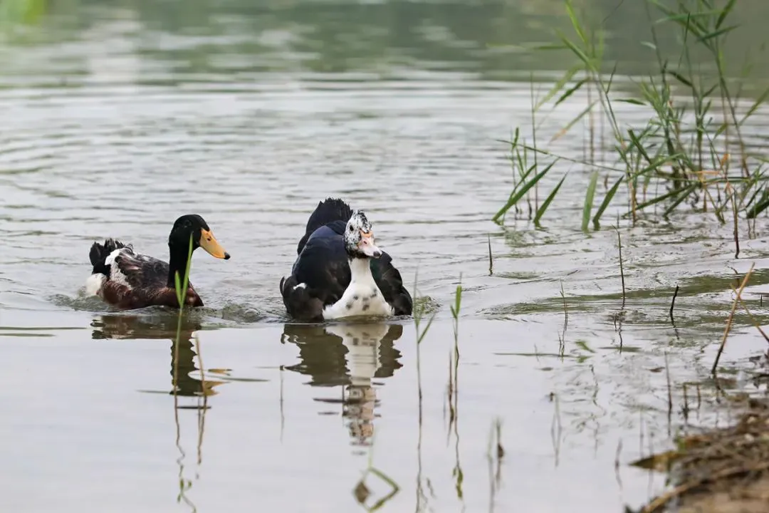 @李現(xiàn) 22個！北京還有這些“打鳥”勝地 附地圖→