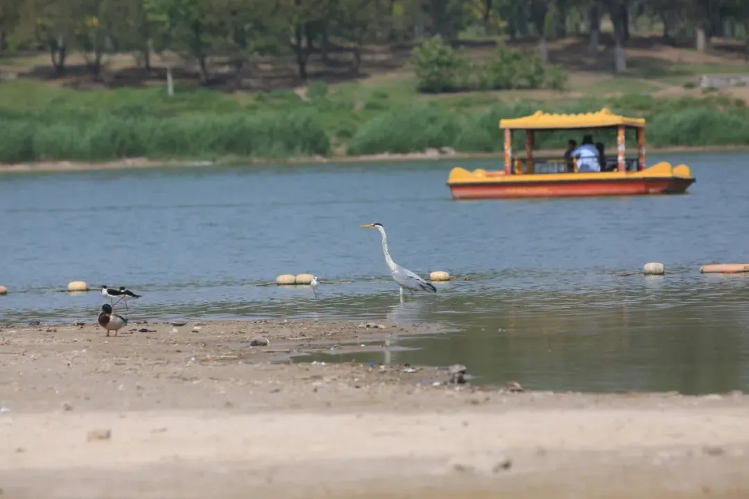 @李現(xiàn) 22個！北京還有這些“打鳥”勝地 附地圖→