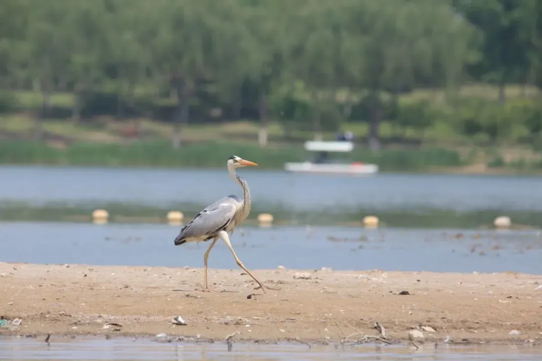 @李現(xiàn) 22個！北京還有這些“打鳥”勝地 附地圖→