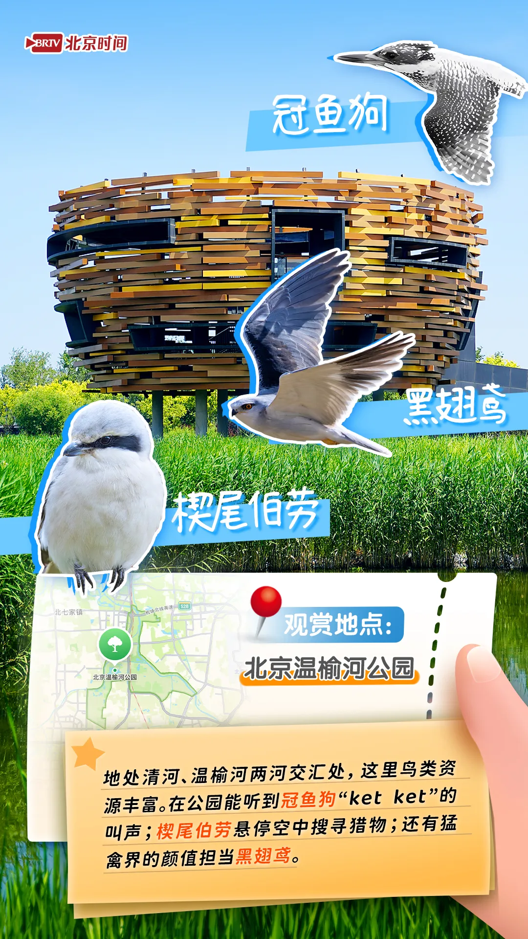 觀鳥圖鑒｜年輕人流行觀鳥了？北京這六個公園拍鳥出片率100%