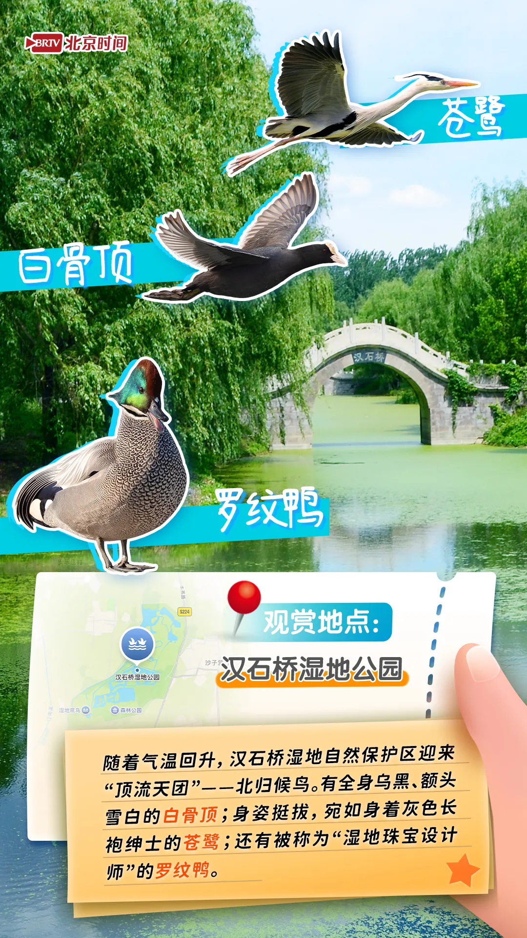 觀鳥圖鑒｜年輕人流行觀鳥了？北京這六個公園拍鳥出片率100%