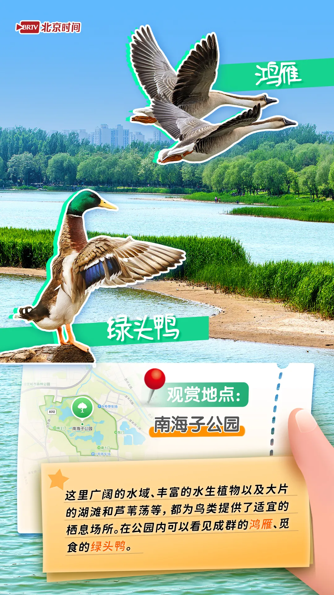 觀鳥圖鑒｜年輕人流行觀鳥了？北京這六個公園拍鳥出片率100%