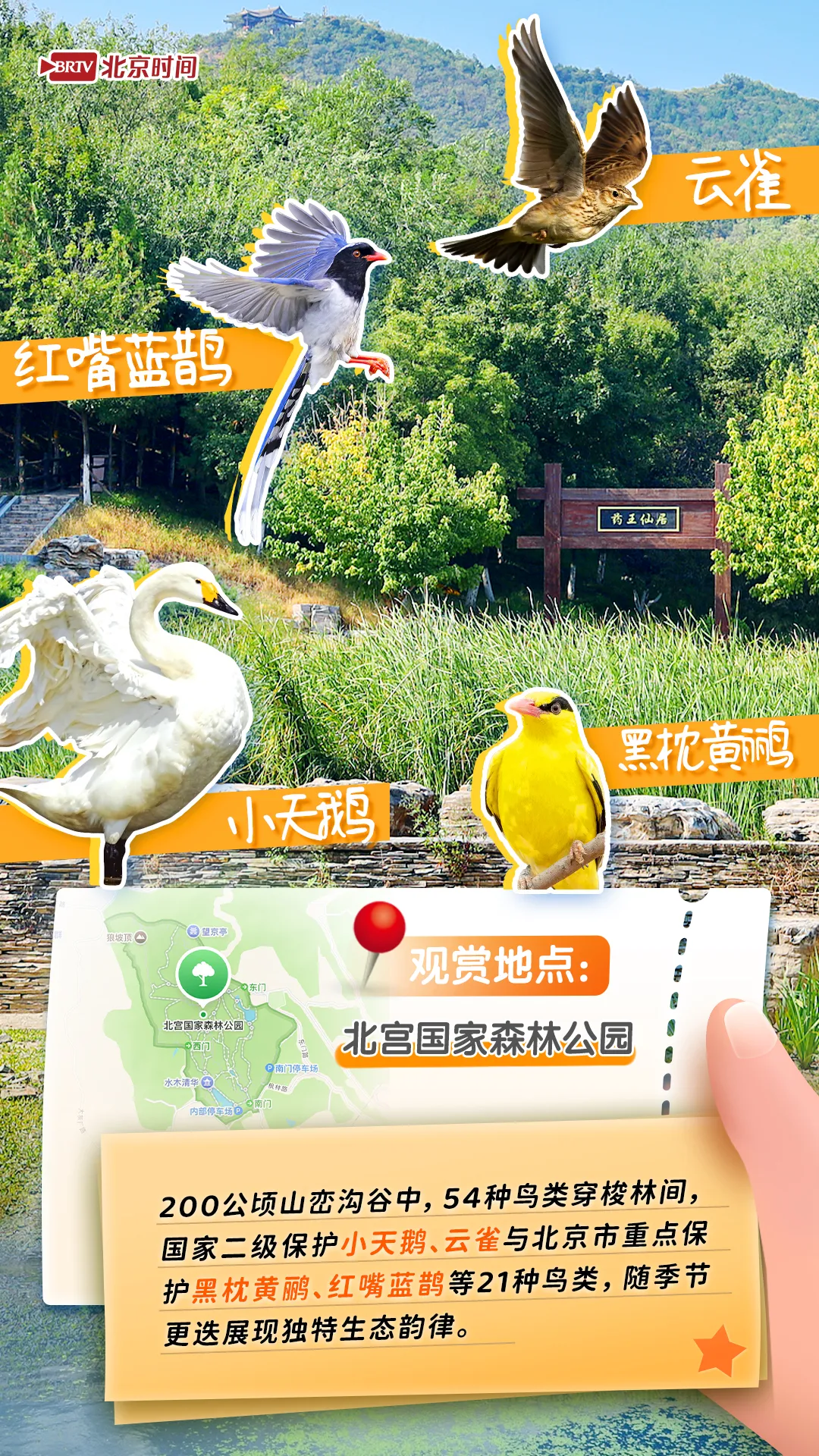 觀鳥圖鑒｜年輕人流行觀鳥了？北京這六個公園拍鳥出片率100%