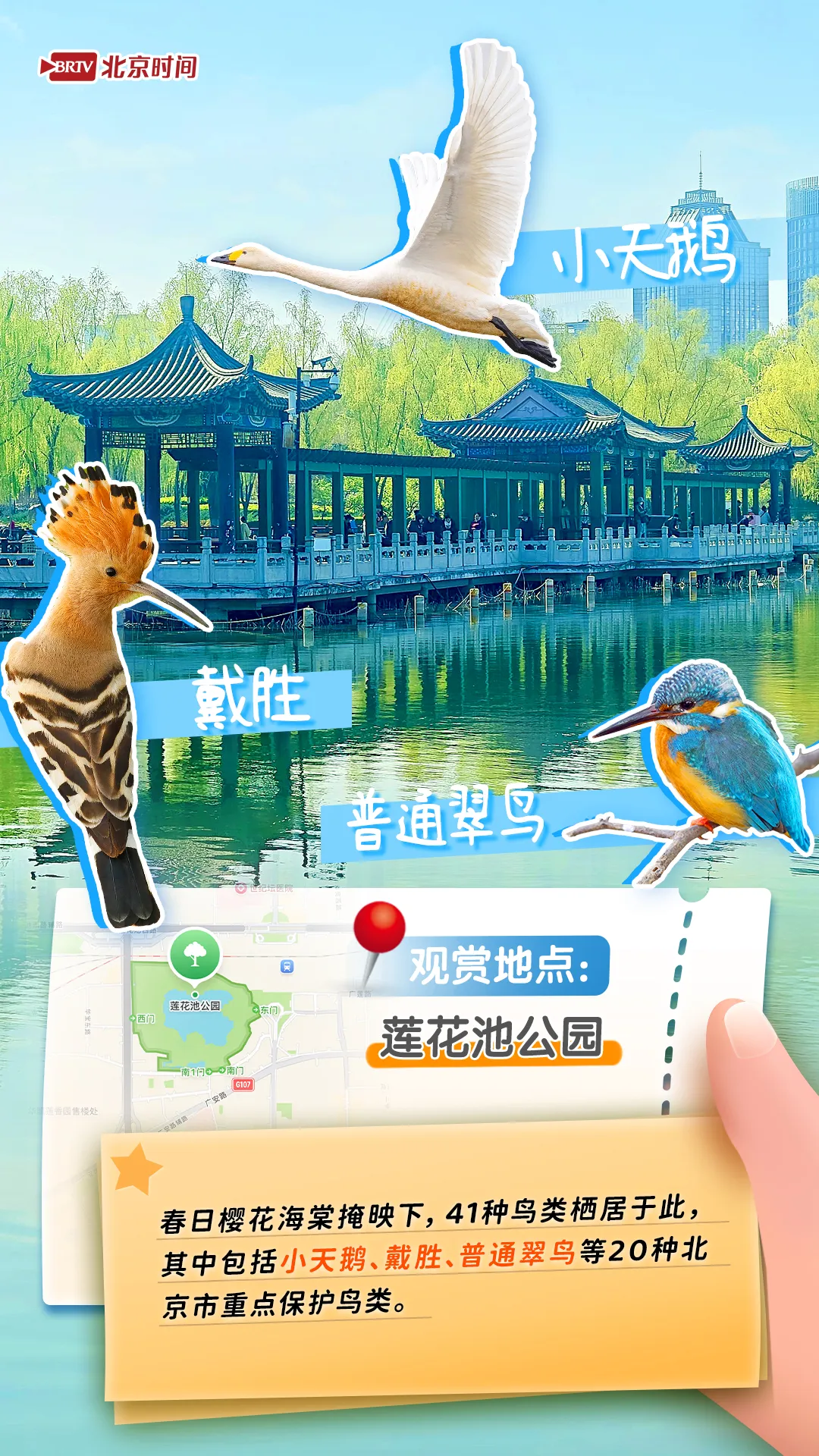 觀鳥圖鑒｜年輕人流行觀鳥了？北京這六個公園拍鳥出片率100%