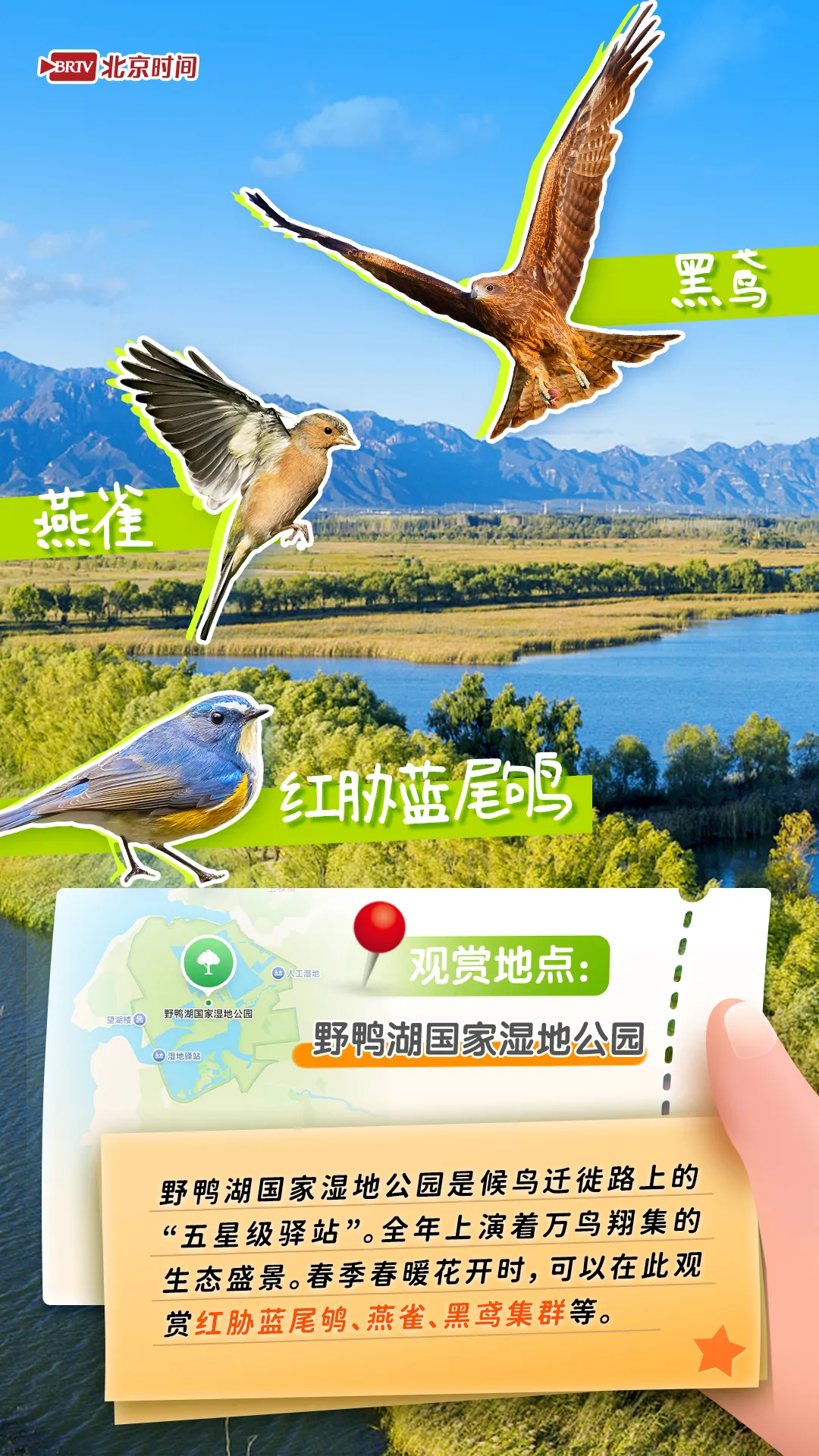 觀鳥圖鑒｜年輕人流行觀鳥了？北京這六個公園拍鳥出片率100%