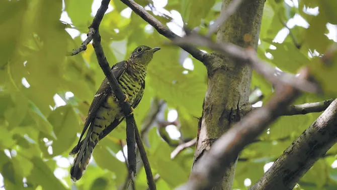 城市記憶 | 超萌！秋季觀鳥入坑指南來了 北京的可愛“精靈” 都在這兒——