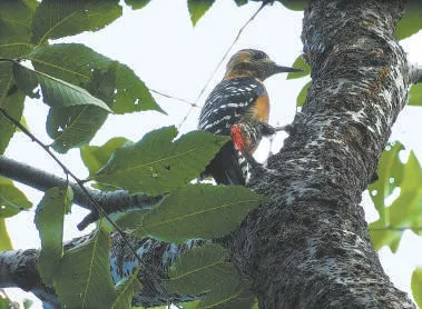 城市記憶 | 超萌！秋季觀鳥入坑指南來了 北京的可愛“精靈” 都在這兒——