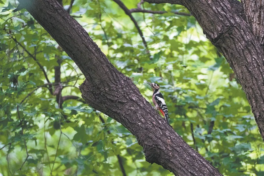 城市記憶 | 超萌！秋季觀鳥入坑指南來了 北京的可愛“精靈” 都在這兒——