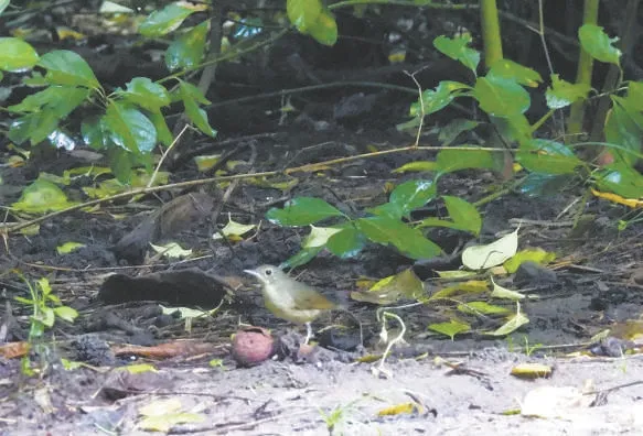 城市記憶 | 超萌！秋季觀鳥入坑指南來了 北京的可愛“精靈” 都在這兒——