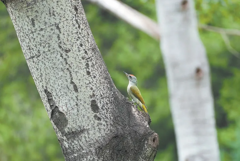 城市記憶 | 超萌！秋季觀鳥入坑指南來了 北京的可愛“精靈” 都在這兒——