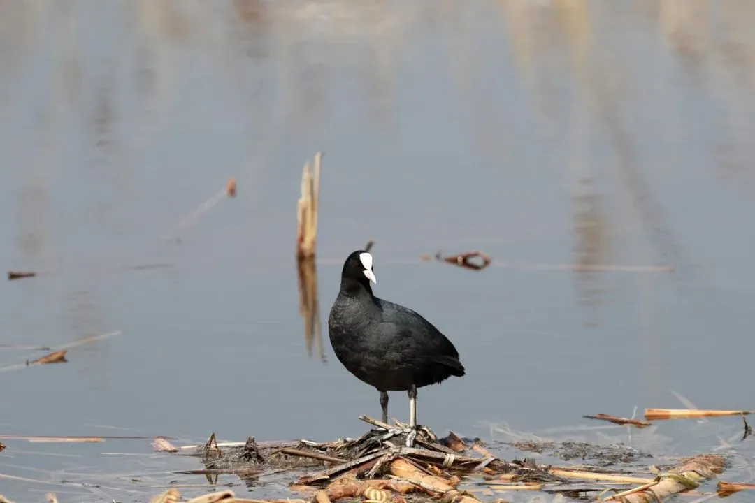 最佳觀鳥季已至！北京這些地點(diǎn)適合觀鳥（建議收藏）