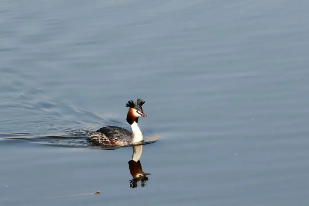 最佳觀鳥季已至！北京這些地點(diǎn)適合觀鳥（建議收藏）