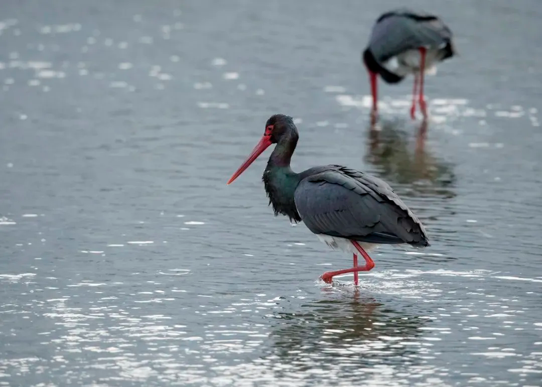 最佳觀鳥季已至！北京這些地點(diǎn)適合觀鳥（建議收藏）