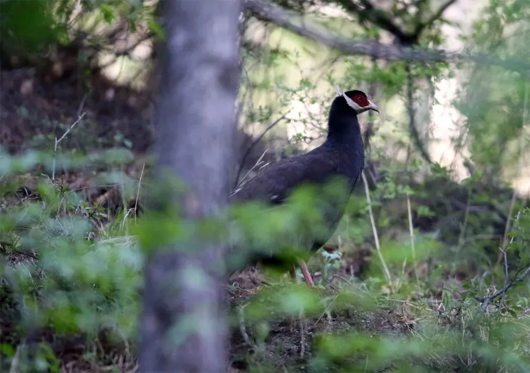 最佳觀鳥季已至！北京這些地點(diǎn)適合觀鳥（建議收藏）