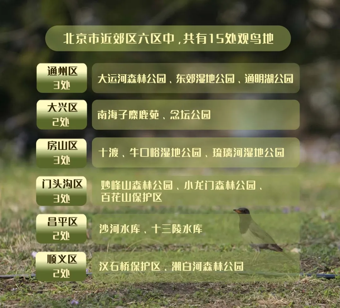北京的愛(ài)鳥(niǎo)周 到什么地方去觀鳥(niǎo)？