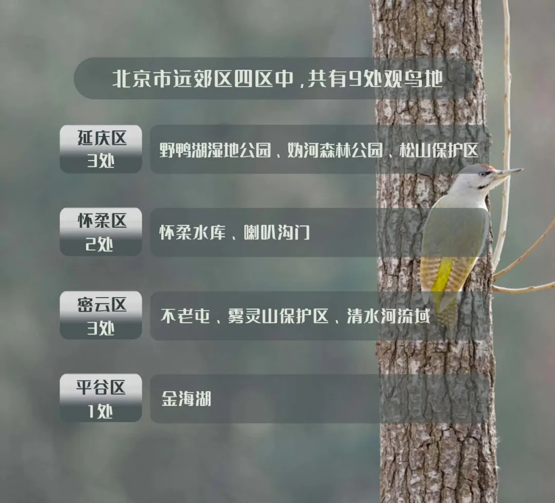 北京的愛(ài)鳥(niǎo)周 到什么地方去觀鳥(niǎo)？