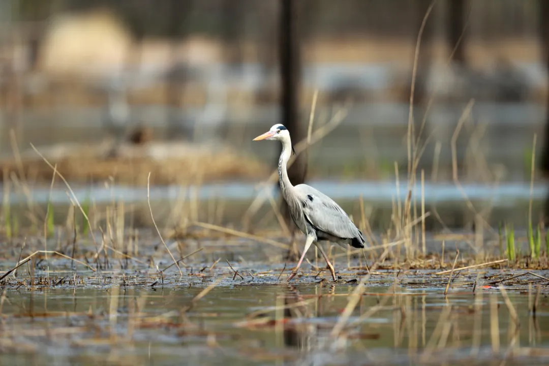 北京的愛(ài)鳥(niǎo)周 到什么地方去觀鳥(niǎo)？