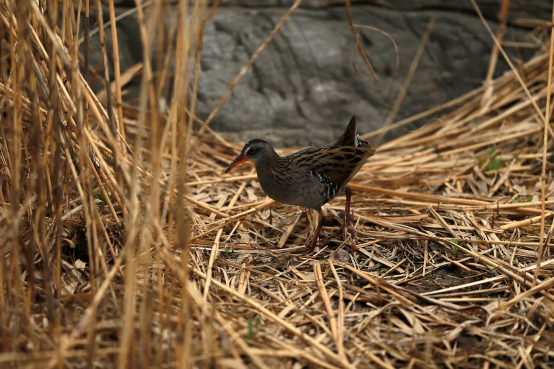 北京的愛(ài)鳥(niǎo)周 到什么地方去觀鳥(niǎo)？