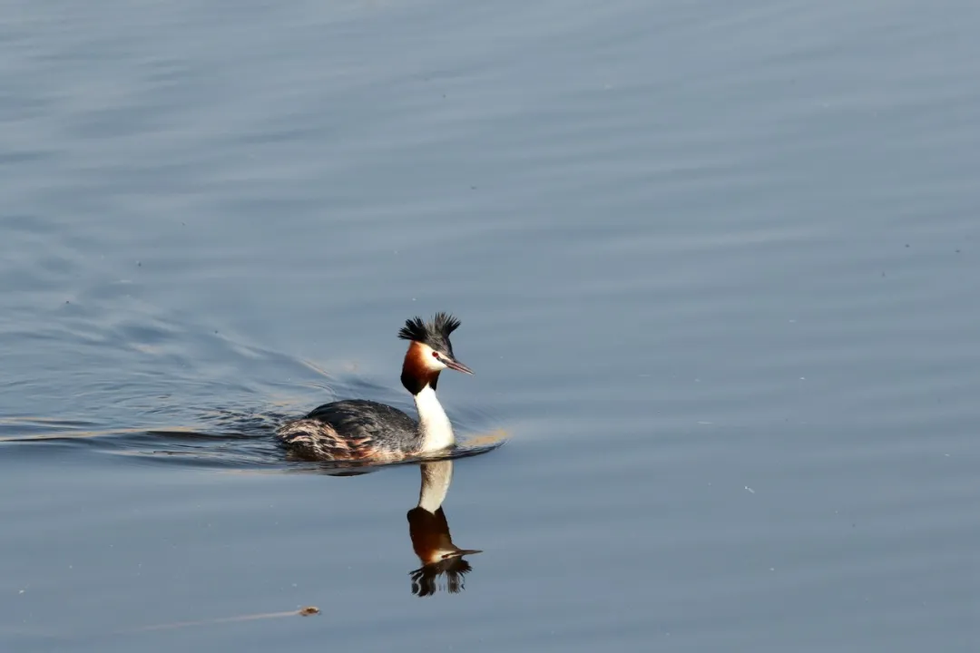 北京的愛(ài)鳥(niǎo)周 到什么地方去觀鳥(niǎo)？