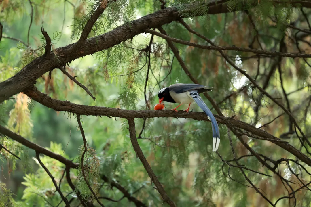 北京的愛(ài)鳥(niǎo)周 到什么地方去觀鳥(niǎo)？
