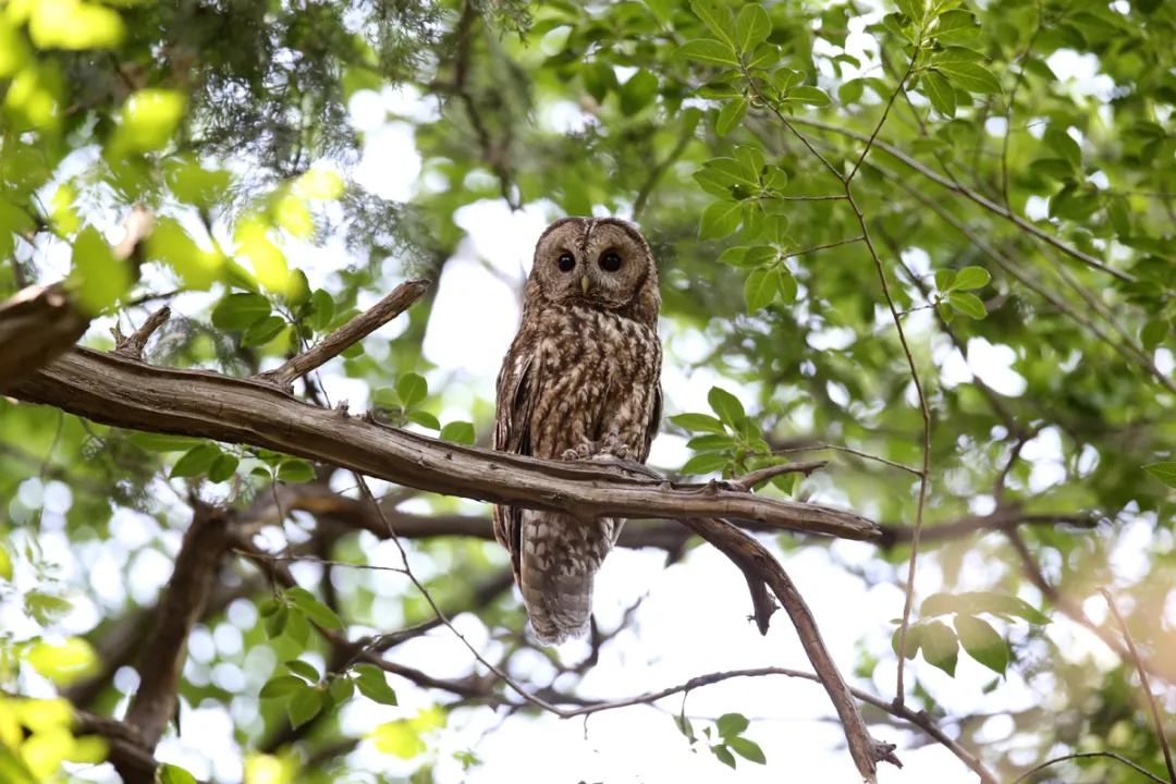 北京的愛(ài)鳥(niǎo)周 到什么地方去觀鳥(niǎo)？