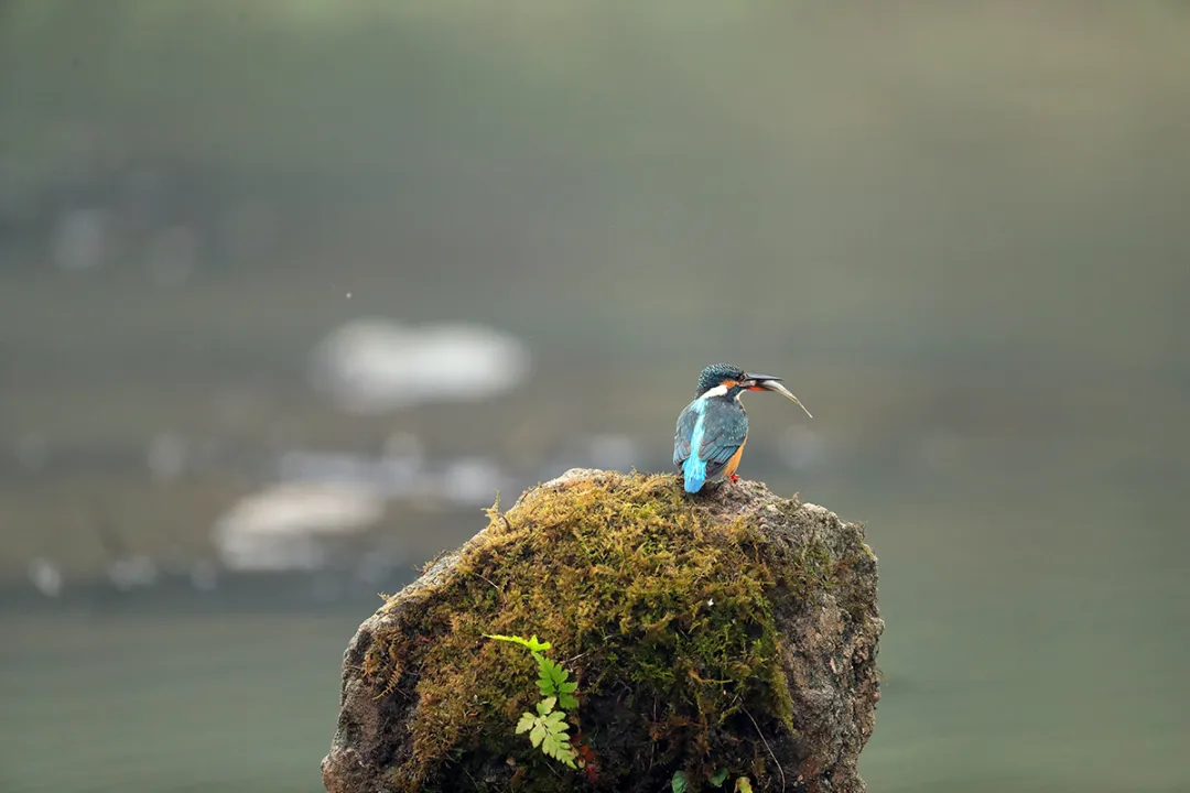 北京的愛(ài)鳥(niǎo)周 到什么地方去觀鳥(niǎo)？