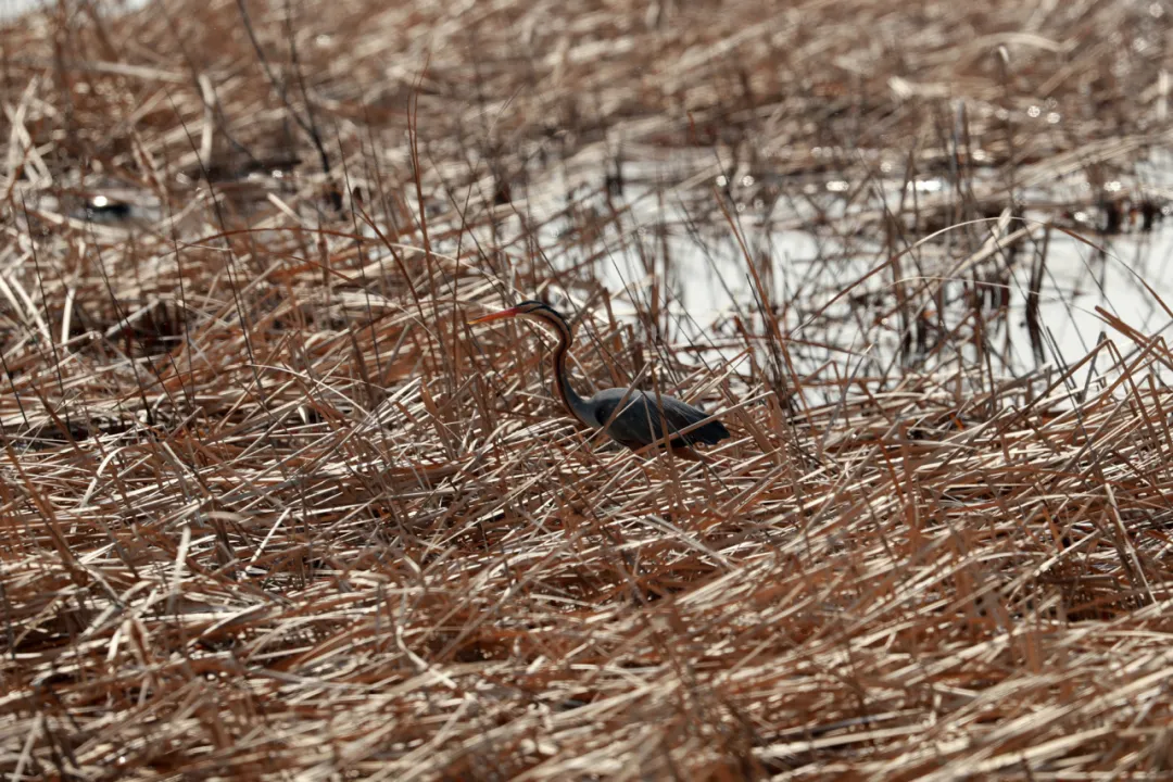 北京的愛(ài)鳥(niǎo)周 到什么地方去觀鳥(niǎo)？