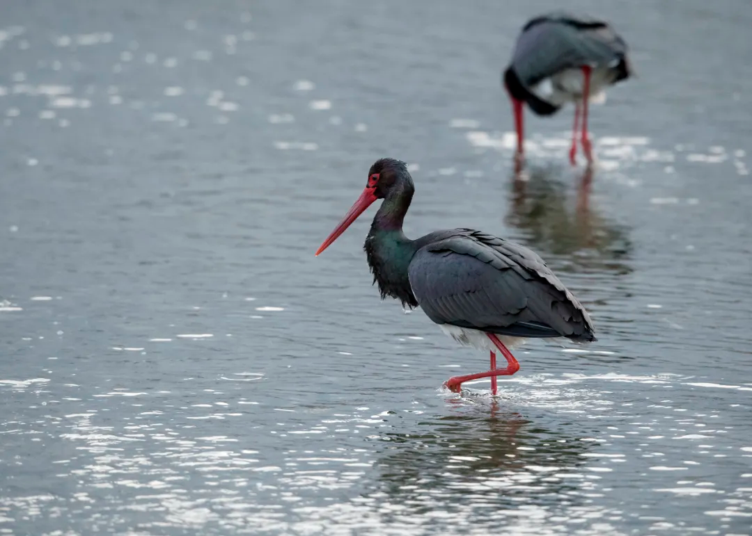 北京的愛(ài)鳥(niǎo)周 到什么地方去觀鳥(niǎo)？