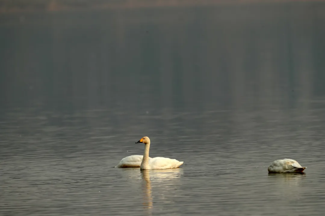 北京的愛(ài)鳥(niǎo)周 到什么地方去觀鳥(niǎo)？