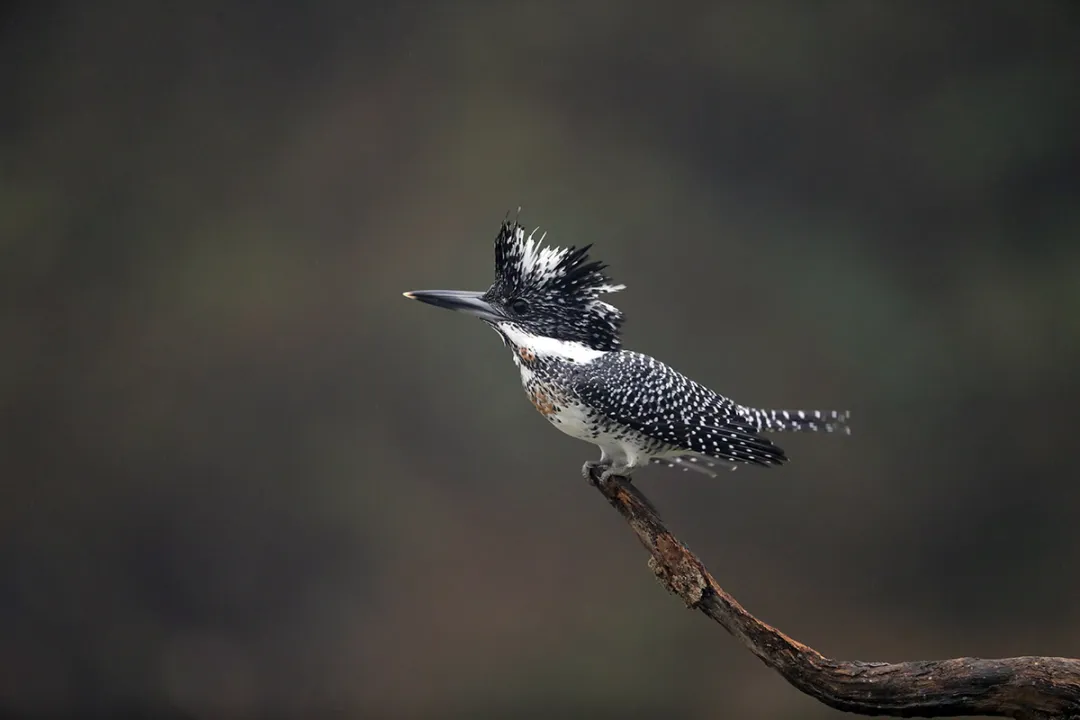 北京的愛(ài)鳥(niǎo)周 到什么地方去觀鳥(niǎo)？