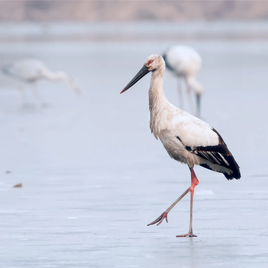 北京的愛(ài)鳥(niǎo)周 到什么地方去觀鳥(niǎo)？