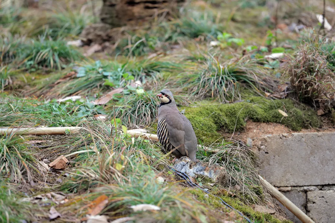 北京的愛(ài)鳥(niǎo)周 到什么地方去觀鳥(niǎo)？