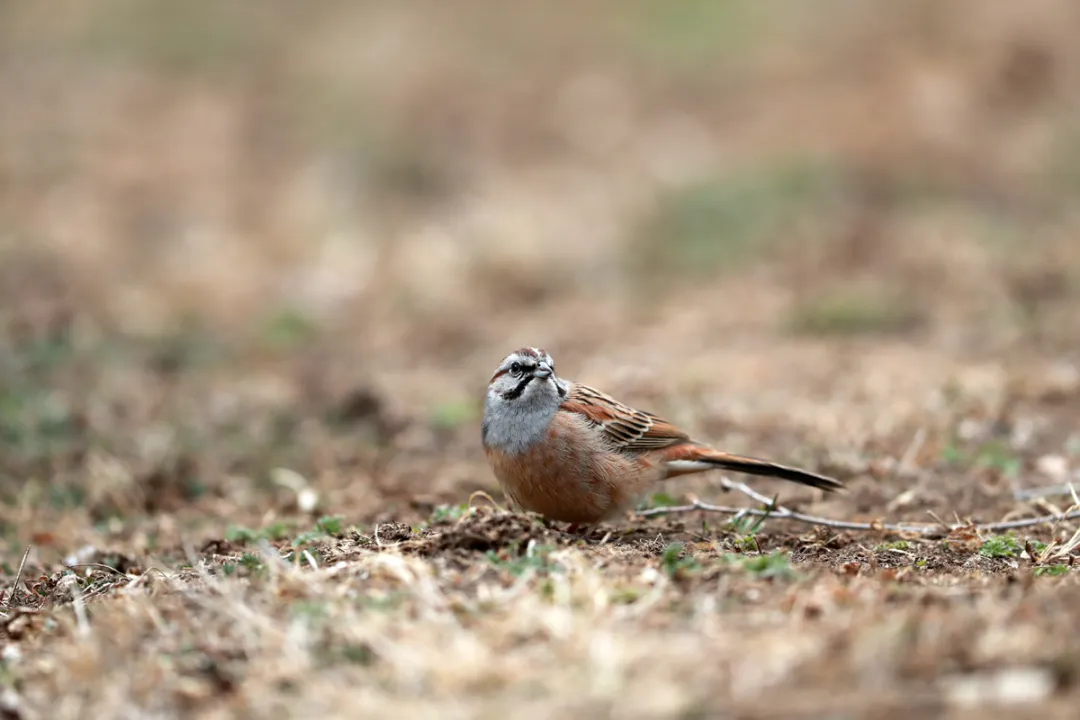 北京的愛(ài)鳥(niǎo)周 到什么地方去觀鳥(niǎo)？