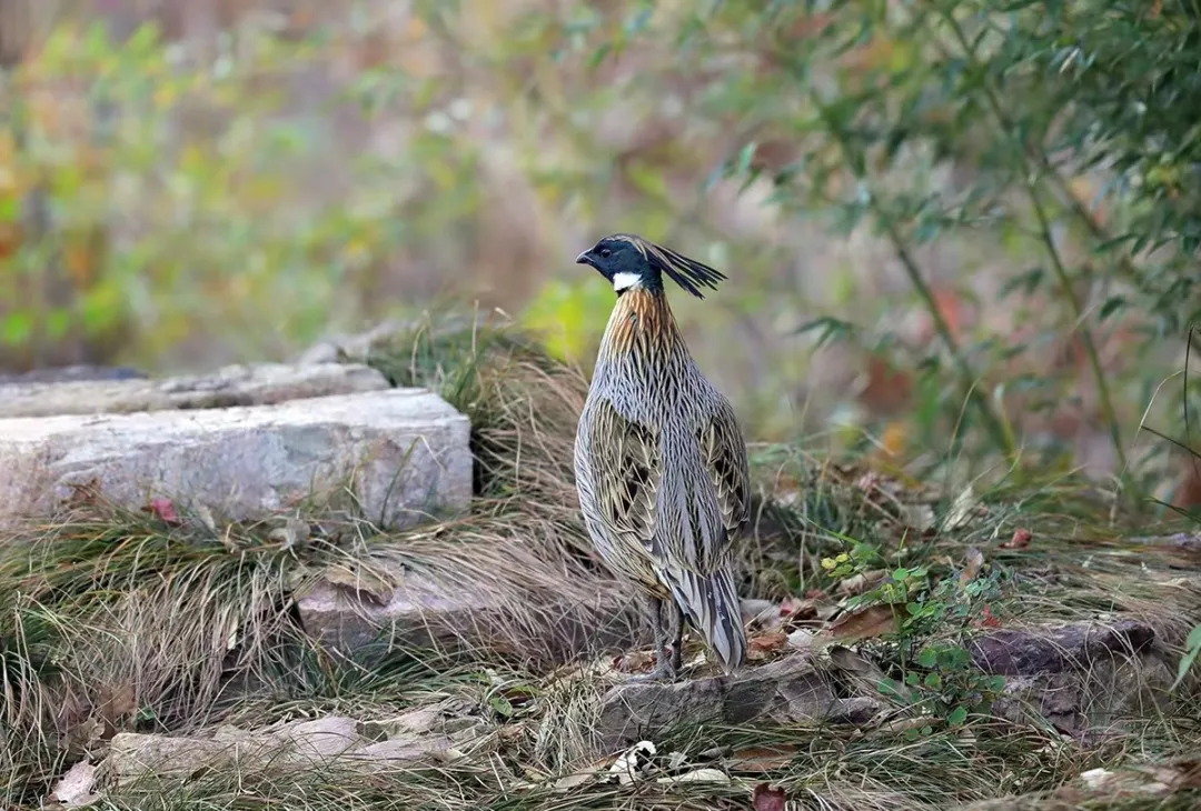北京的愛(ài)鳥(niǎo)周 到什么地方去觀鳥(niǎo)？