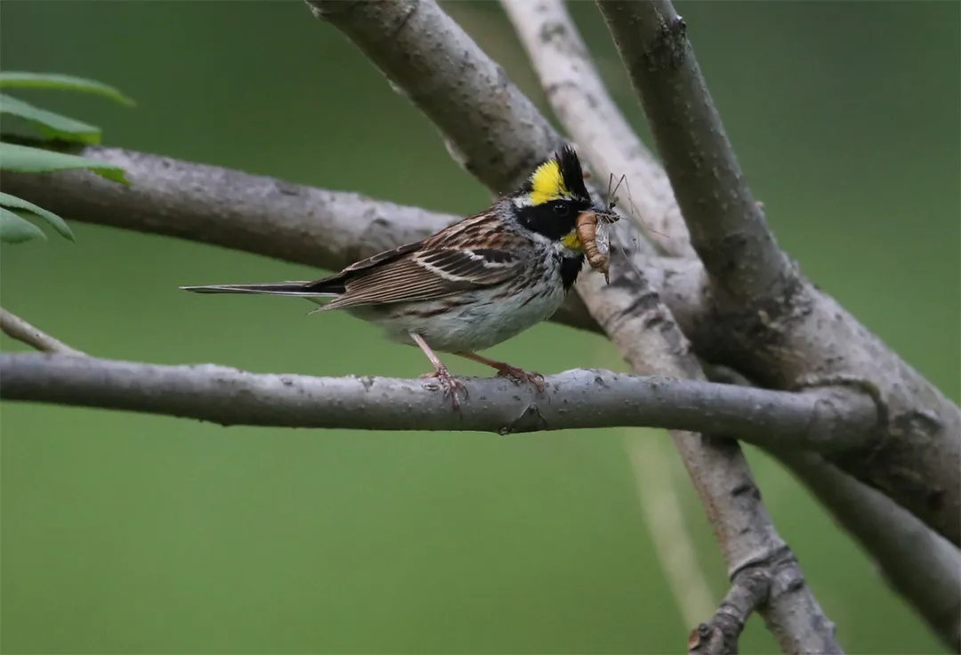 北京的愛(ài)鳥(niǎo)周 到什么地方去觀鳥(niǎo)？