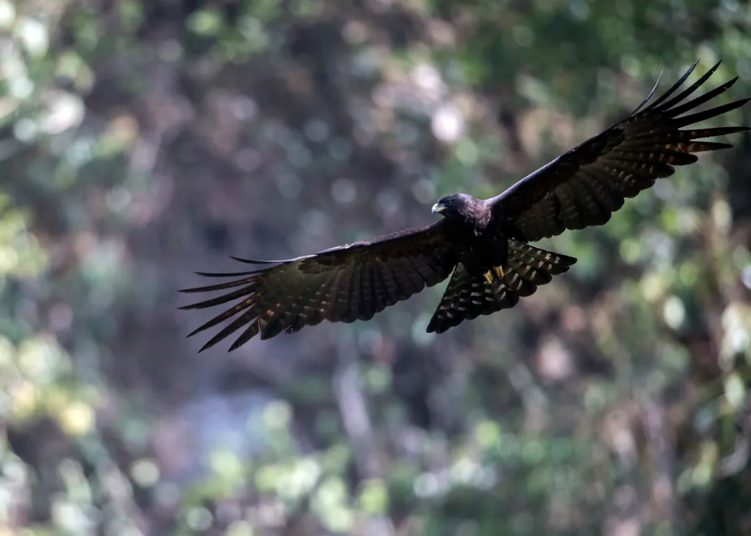 北京的愛(ài)鳥(niǎo)周 到什么地方去觀鳥(niǎo)？