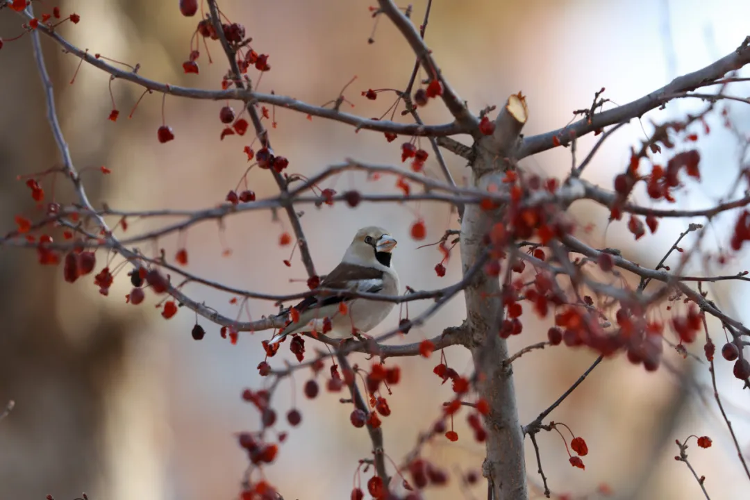北京的愛(ài)鳥(niǎo)周 到什么地方去觀鳥(niǎo)？