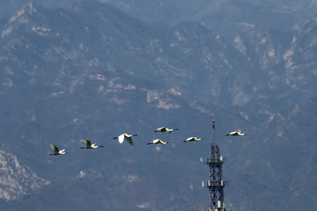北京的愛(ài)鳥(niǎo)周 到什么地方去觀鳥(niǎo)？
