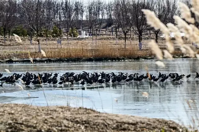 遛彎觀鳥好去處！北京這些濱水空間開放→