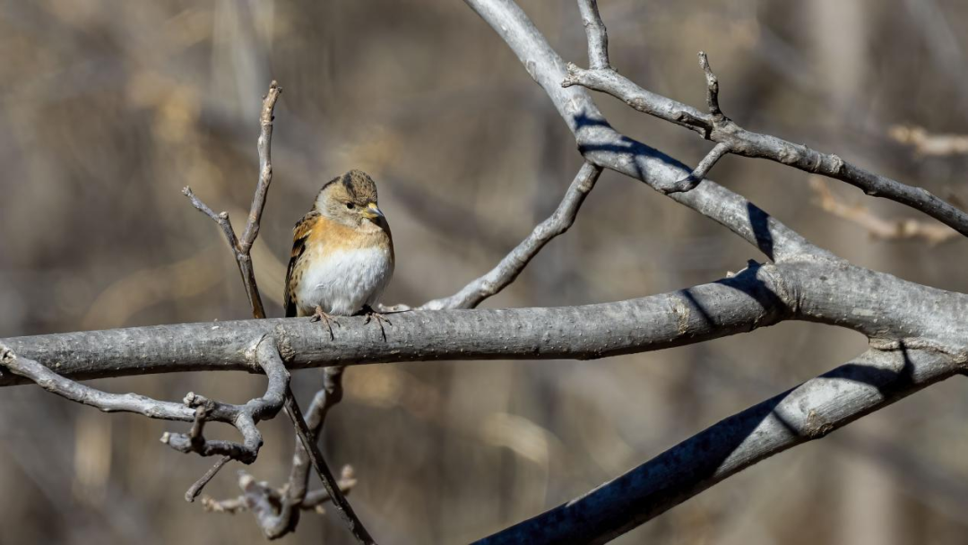 《北京冬季觀鳥導(dǎo)賞圖》發(fā)布