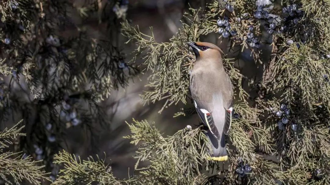 《北京冬季觀鳥導(dǎo)賞圖》發(fā)布