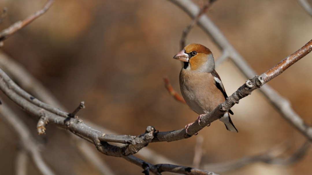 《北京冬季觀鳥導(dǎo)賞圖》發(fā)布