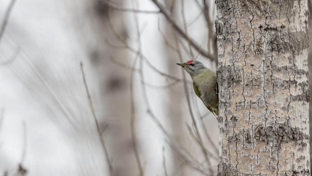 《北京冬季觀鳥導(dǎo)賞圖》發(fā)布