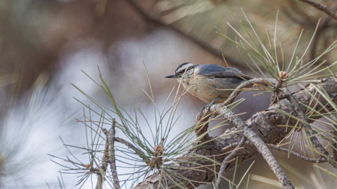 《北京冬季觀鳥導(dǎo)賞圖》發(fā)布