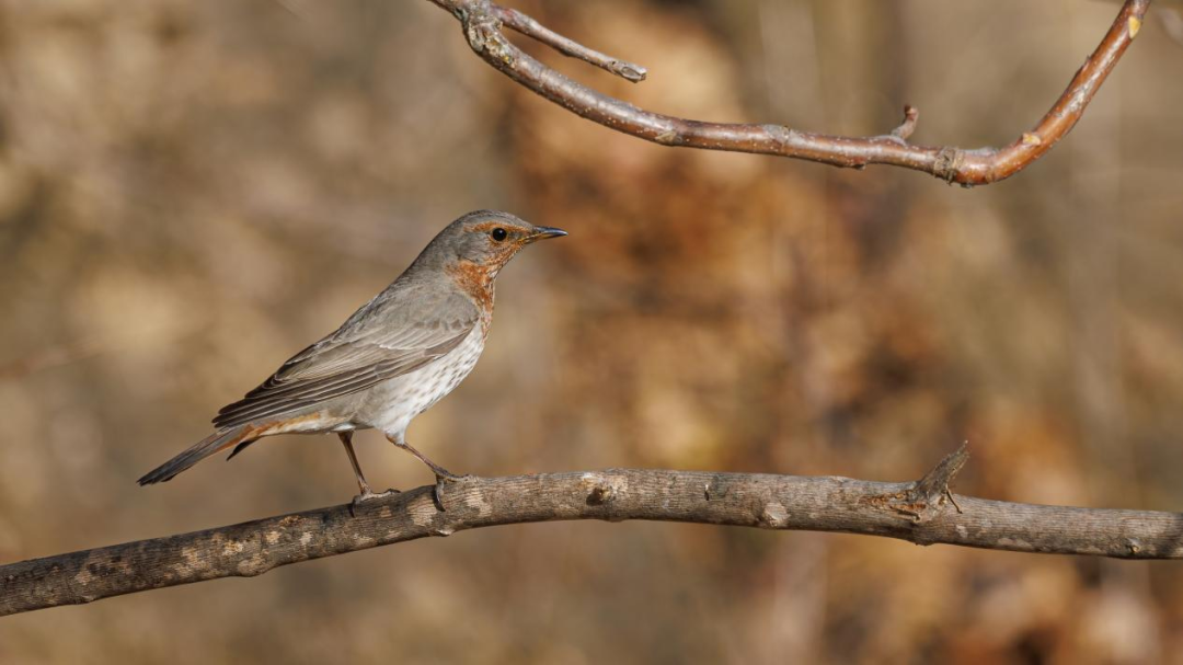 《北京冬季觀鳥導(dǎo)賞圖》發(fā)布