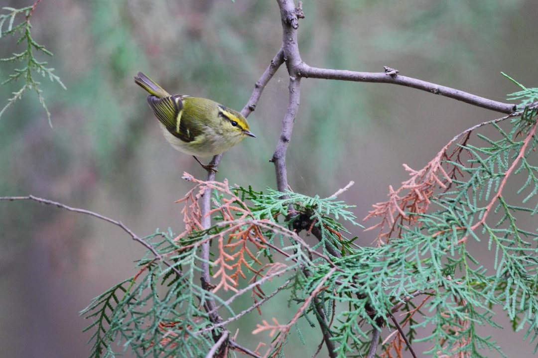 《北京冬季觀鳥導(dǎo)賞圖》發(fā)布