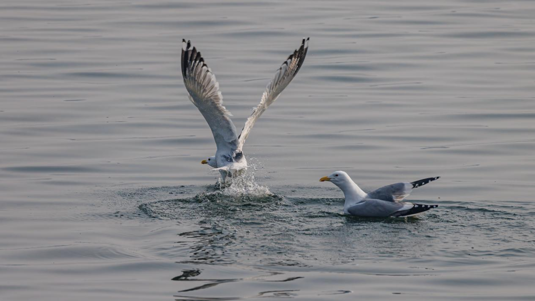 《北京冬季觀鳥導(dǎo)賞圖》發(fā)布