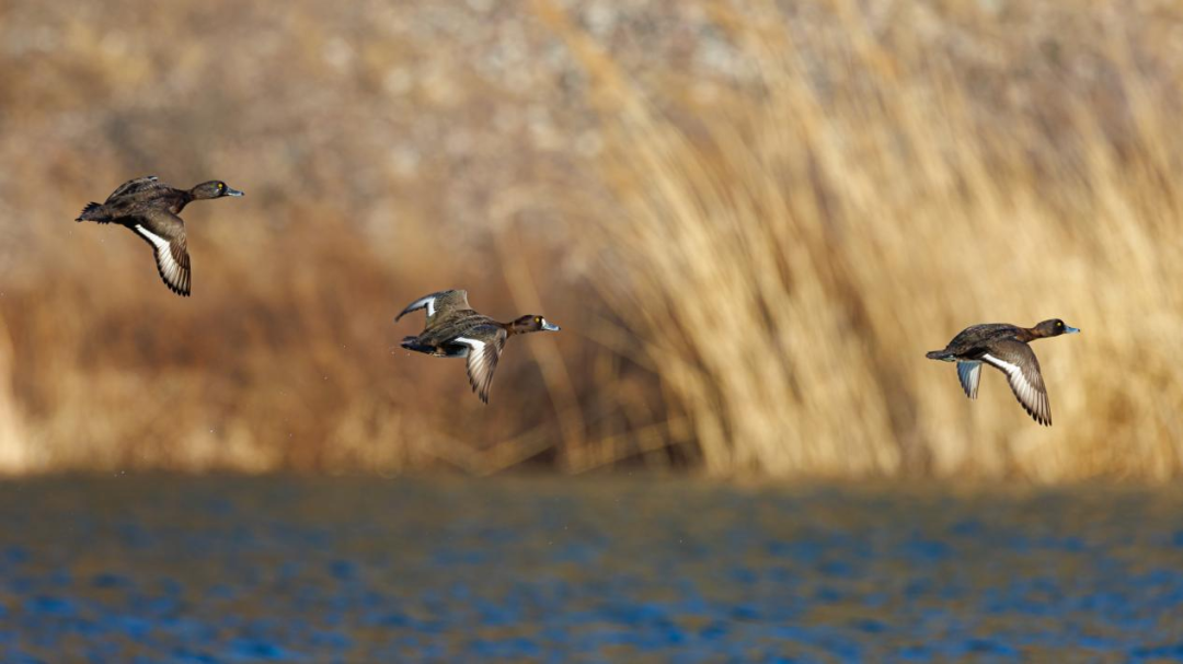 《北京冬季觀鳥導(dǎo)賞圖》發(fā)布