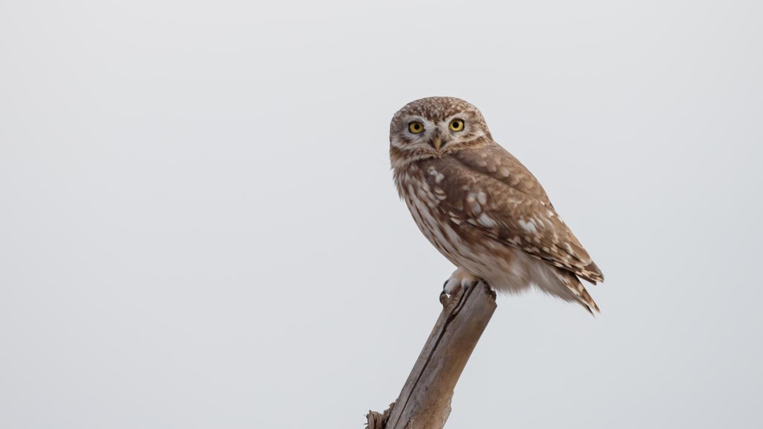 《北京冬季觀鳥導(dǎo)賞圖》發(fā)布